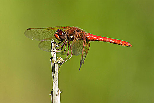 赤蜻属,雄性,不列颠哥伦比亚省,加拿大