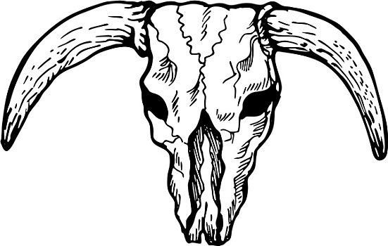 德克萨斯,长角牛,公牛,头骨