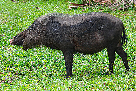 胡须,猪,巴戈国家公园,沙捞越,婆罗洲,马来西亚,亚洲