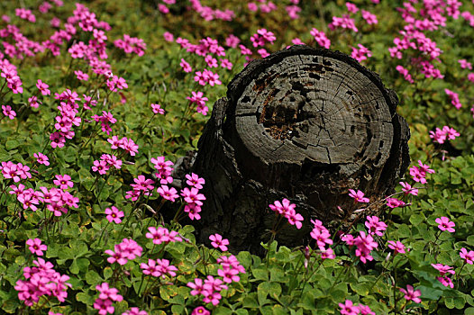 枯干与花