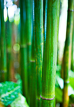 禅,竹林,绿色背景