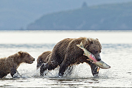 美国,阿拉斯加,卡特麦国家公园,大灰熊,母熊,棕熊,巨大,卵,河流,夏末