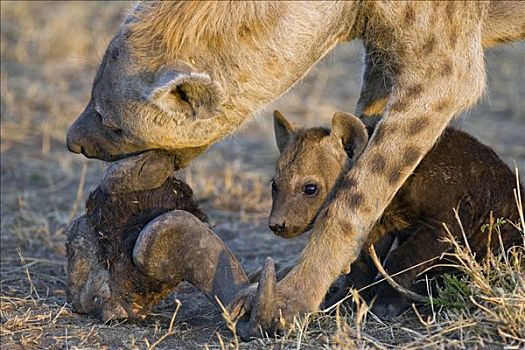 斑鬣狗,母兽,星期,老,幼兽,咀嚼,头骨,背影,窝,马赛马拉国家保护区,肯尼亚