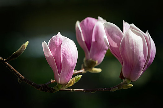 木蘭,花,春天