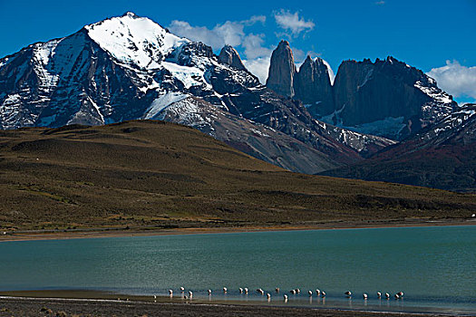 智利红鹤,蓝色背景,湖,山脉,背影,托雷德裴恩国家公园,巴塔哥尼亚,区域,南方,智利