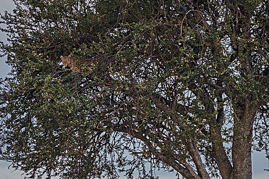 非洲肯尼亚马赛马拉国家公园花豹在树上