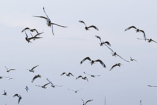 濒危物种遗鸥栖息在河北康保康巴诺尔湿地