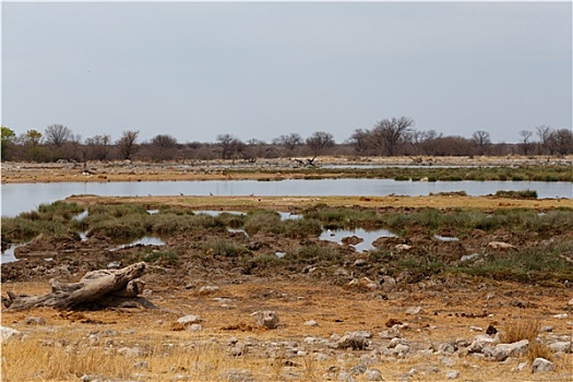 空,水坑,纳米比亚,禁猎区