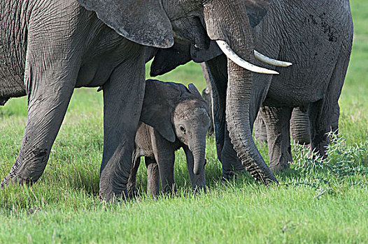 非洲象,女性,安伯塞利国家公园,肯尼亚