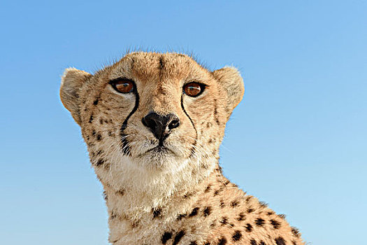 印度豹,猎豹,雌性,头像,蓝天,马赛马拉国家保护区,肯尼亚,非洲