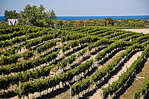 葡萄园,东方,不动产,葡萄酒厂,长椅,靠近,安大略省,加拿大