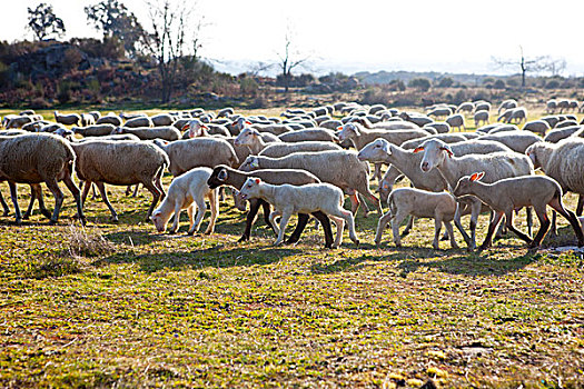 绵羊,地点,葡萄牙