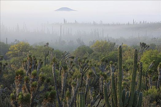 雾,上方,荒漠景观,埃尔比斯开诺生物圈保护区,墨西哥