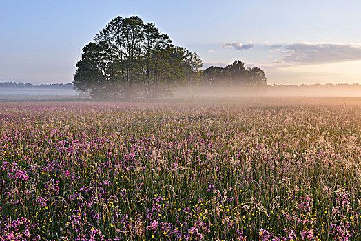 草地,剪秋罗,早晨,雾气,生物保护区,靠近,萨克森,德国,欧洲