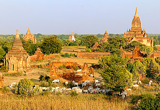 亚洲,缅甸,蒲甘,异教,母牛,蒲甘寺庙