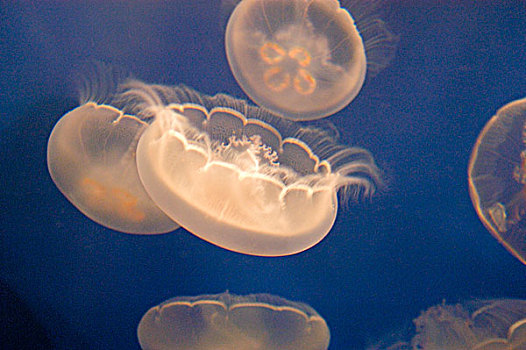 蒙特利湾,水族箱,蒙特里,加利福尼亚