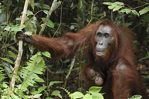 猩猩,黑猩猩,女性,林下叶层,檀中埠廷国立公园,印度尼西亚
