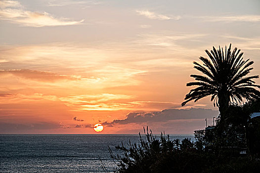 日落,海洋,棕榈树,丰沙尔,马德拉岛,葡萄牙,欧洲