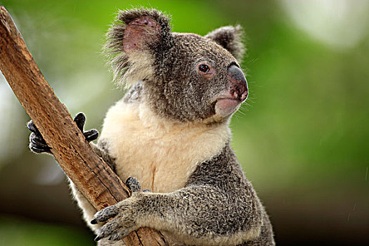 树袋熊,成年,树,澳大利亚