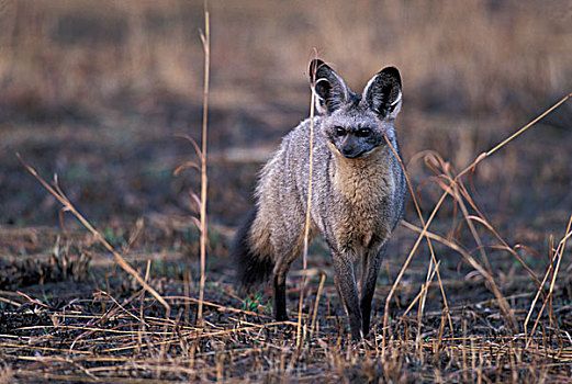 非洲,肯尼亚,马塞马拉野生动物保护区,大耳狐,站立,热带草原,早晨