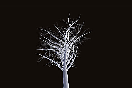 抽象树木