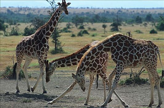 肯尼亚,露营,自然保护区,网纹长颈鹿