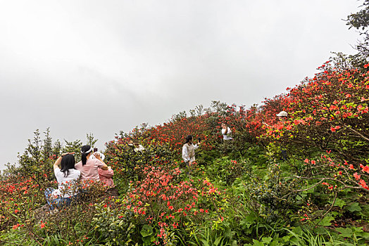 广西昭平县仙殿顶旅游景区,五一,映山红花开迎客来