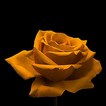 黄玫瑰,黑色背景,背景