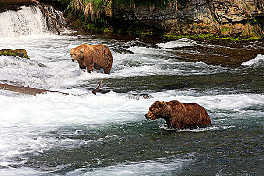 大灰熊,棕熊,两个,熊,水,觅食,猎捕,布鲁克斯河,溪流,瀑布,卡特麦国家公园,保存,阿拉斯加,美国,北美