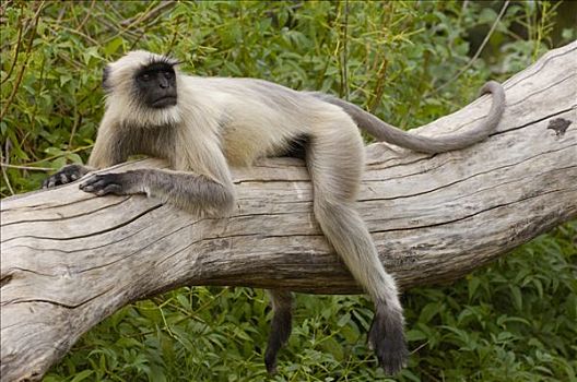 哈奴曼,叶猴,长尾叶猴,放松,树干,户外,拉贾斯坦邦,印度