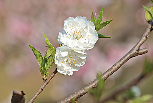 白色桃花,桃花