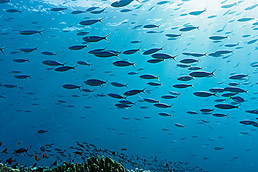 鱼群,热带鱼,游动,水下,蓝色,海洋,汤加,太平洋