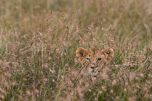 幼狮,狮子,等待,隐藏,高草,马赛马拉,肯尼亚,非洲