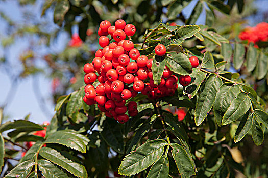 花楸,欧洲花楸,欧州花椒