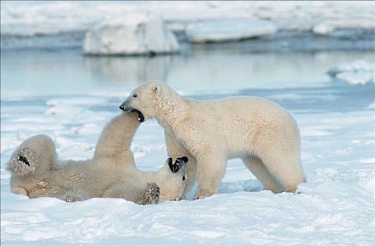 北极熊,玩,丘吉尔市,曼尼托巴,加拿大