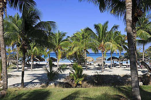 海滩,棕榈树,胜地,瓦拉德罗,古巴