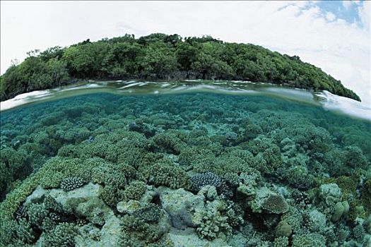 珊瑚礁,热带海岛,著名,潜水,场所,贝劳