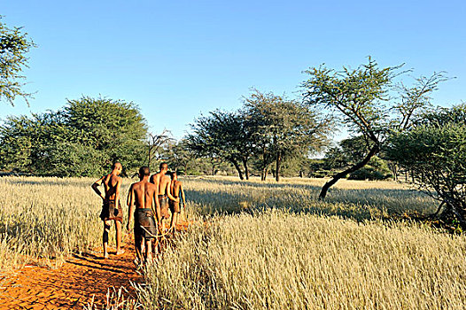 纳米比亚,卡拉哈里沙漠,非洲,卡拉哈里加梅里瑟夫,早晨,走,原住民