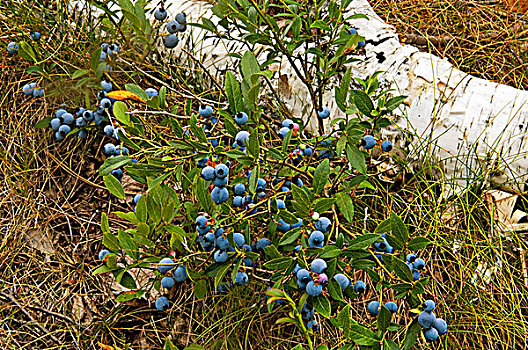 蓝莓,成熟,浆果,安大略省,加拿大