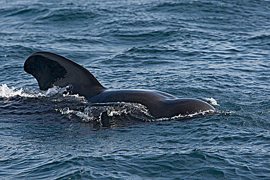 大吻巨头鲸,短肢领航鲸,平面,科特兹海,下加利福尼亚州,墨西哥