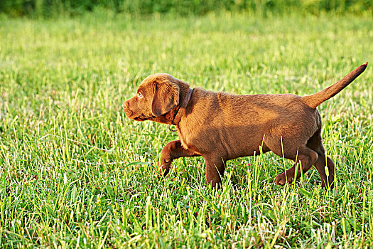 拉布拉多犬,巧克力,褐色,小狗,草地,跑