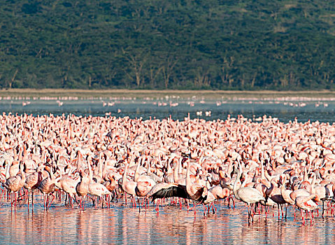 小红鹳,纳库鲁湖,肯尼亚,非洲
