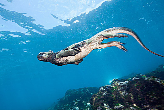 海鬣蜥,进食,海上,费尔南迪纳岛,加拉帕戈斯,厄瓜多尔