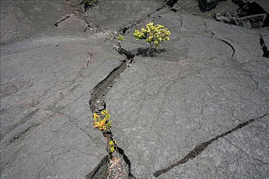 火山岩,植物,小路,火山国家公园,夏威夷大岛,夏威夷,美国