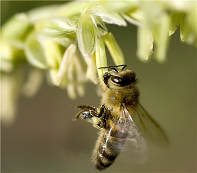 蜜蜂,收集,花粉,玉米,花