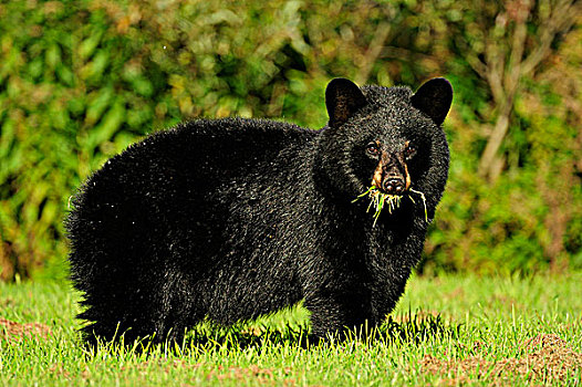 黑熊,美洲黑熊,吃草,住宅,草地