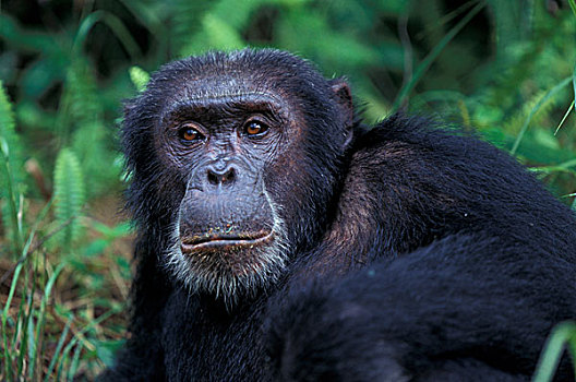 非洲,东非,坦桑尼亚,黑猩猩,类人猿,阿波罗,放松