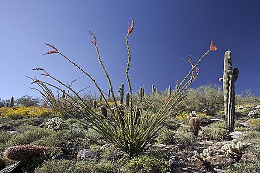 仙人掌,索诺拉沙漠,亚利桑那,美国