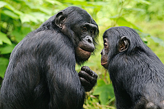 倭黑猩猩,俾格米人,黑猩猩,年轻,围挡