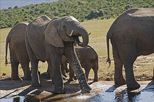 生活方式,三个,100,大象,非洲象,水潭,南非,非洲